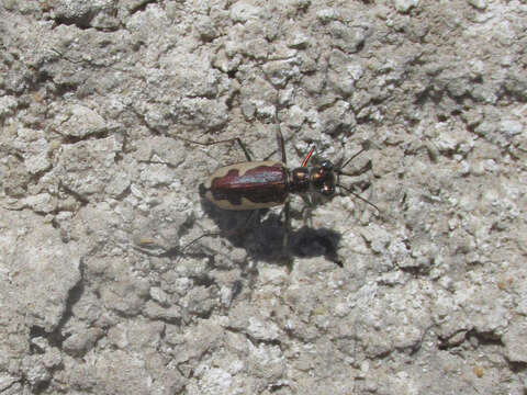 Sivun Eunota circumpicta johnsonii (Fitch 1857) kuva