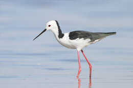 Image of Pied Stilt