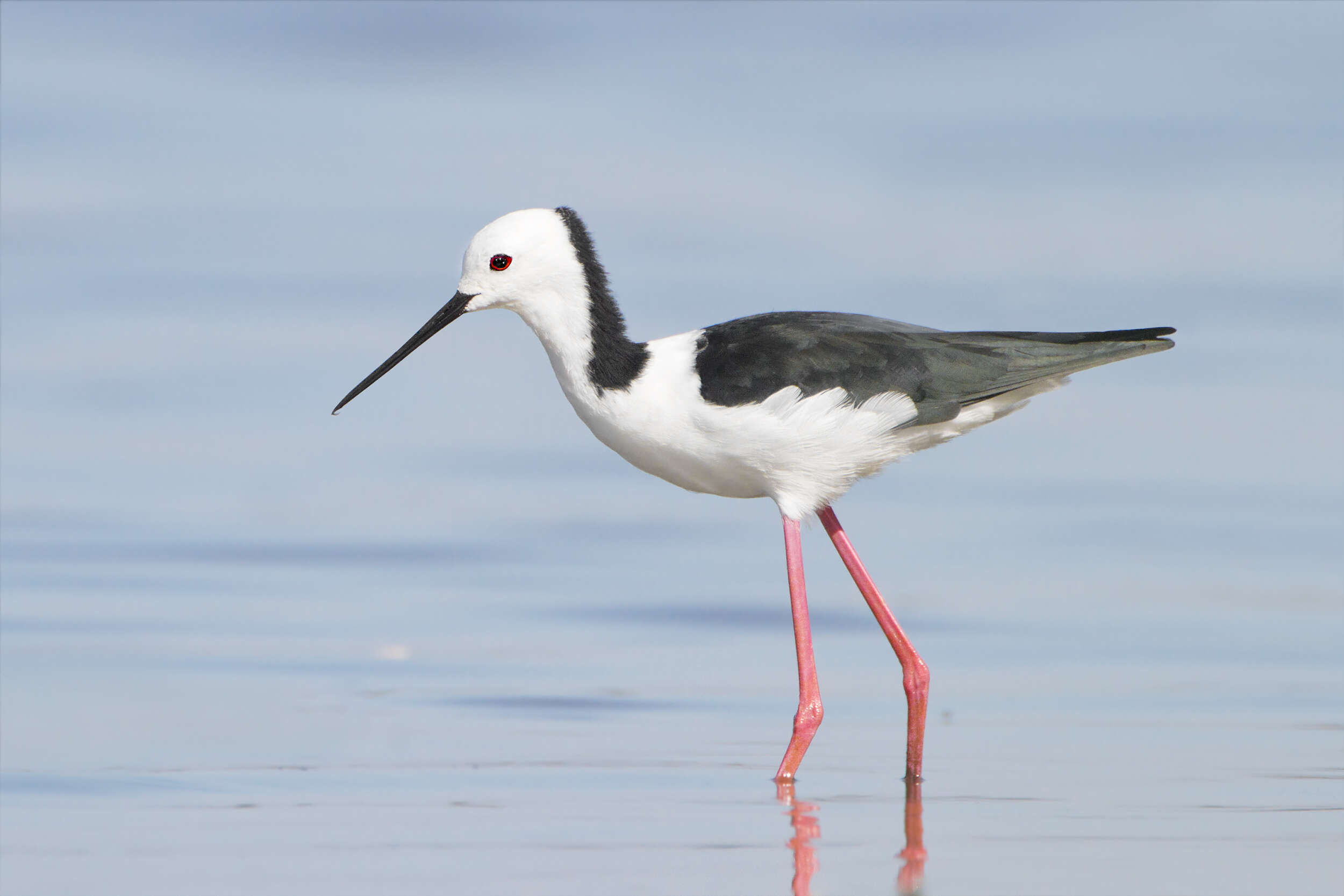 Image of Pied Stilt