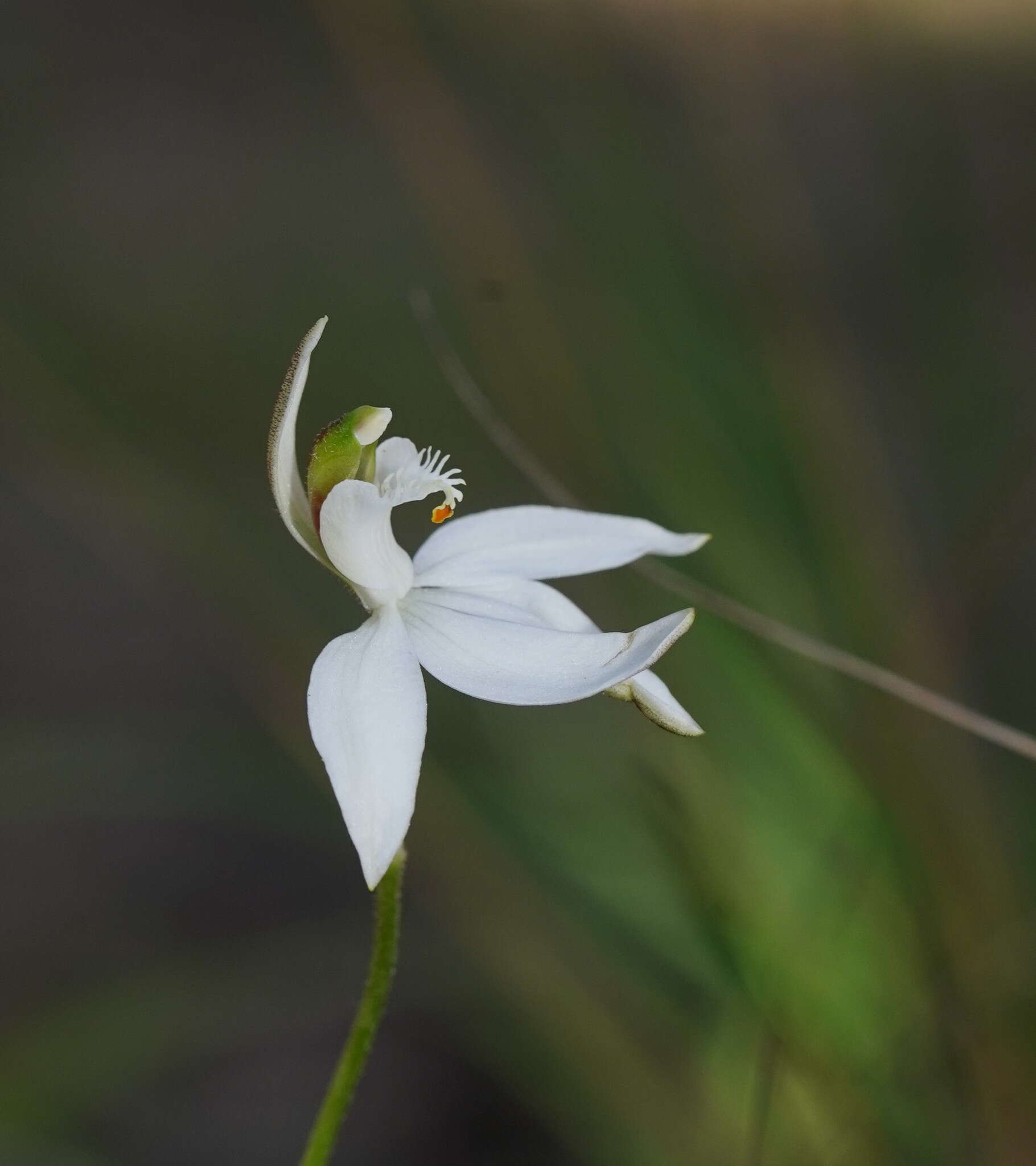 Image of White Fingers