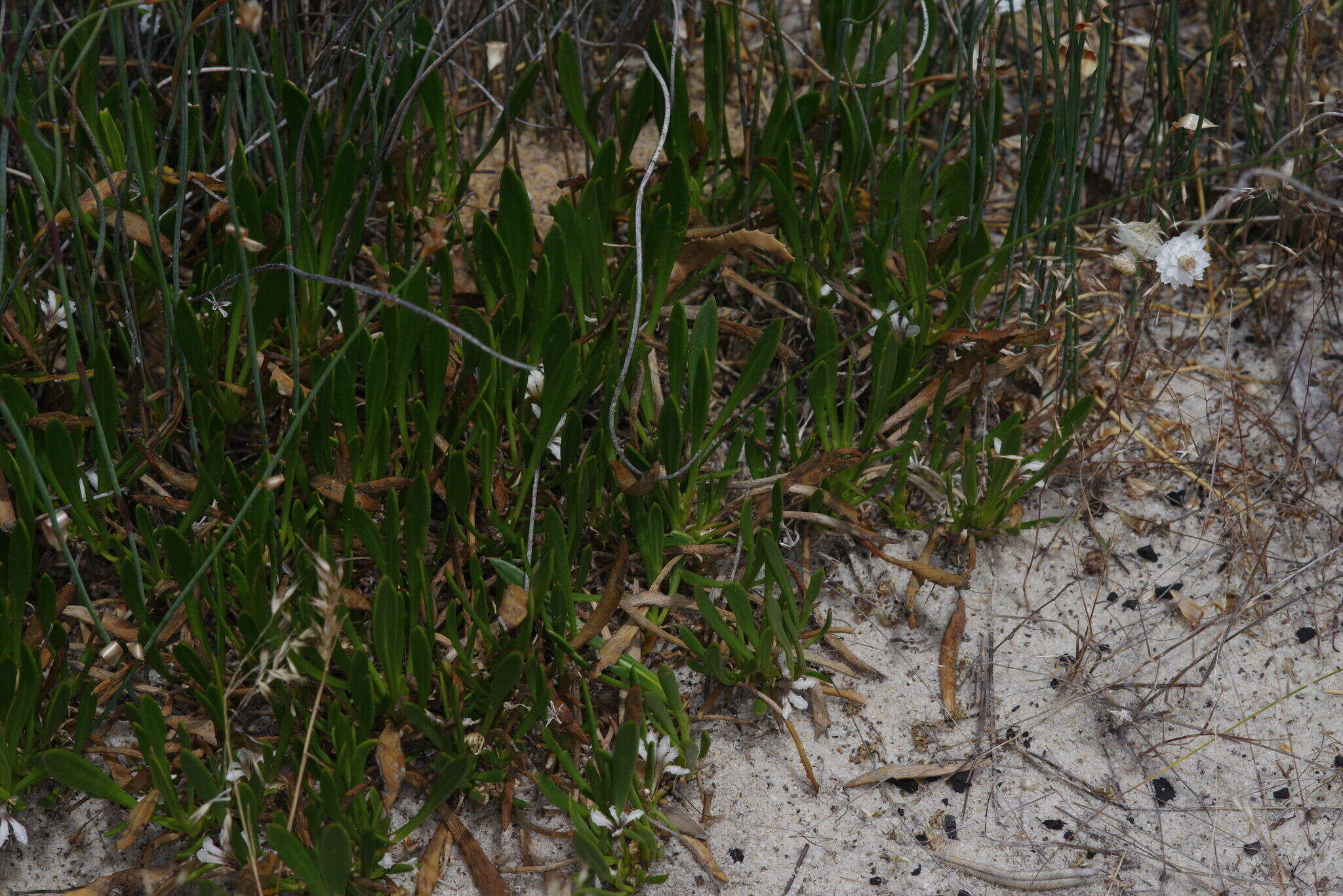 Слика од Scaevola repens de Vriese