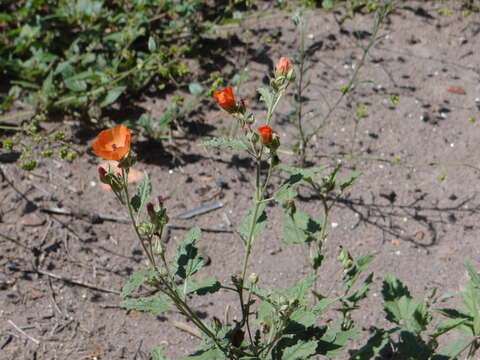 Image of Sphaeralcea miniata (Cav.) Spach