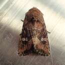 Image of Brown Arches Moth