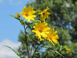 Sivun Helianthus grosseserratus M. Martens kuva