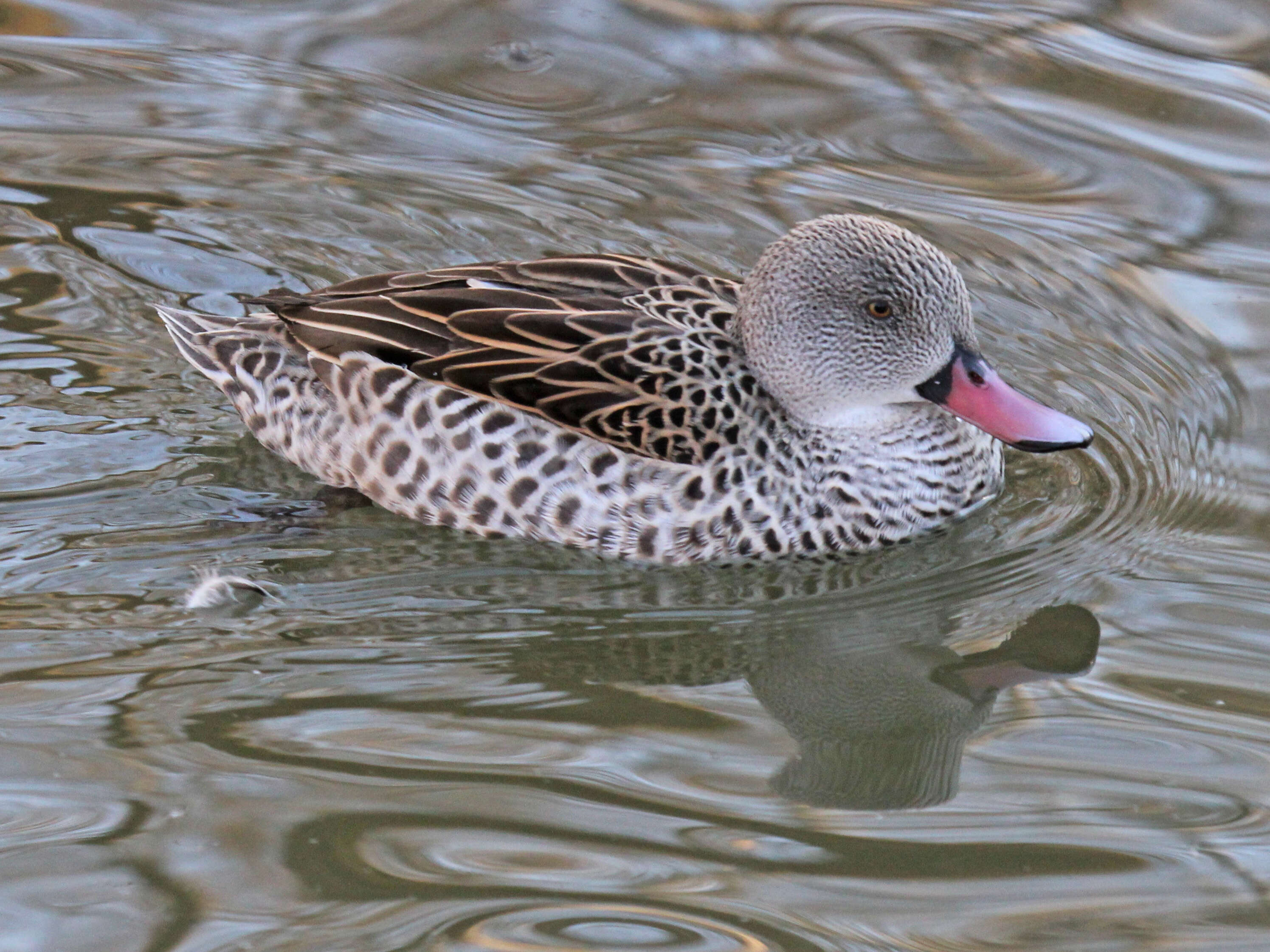 Image of Cape Teal