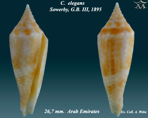 Слика од Conasprella elegans (G. B. Sowerby Iii 1895)