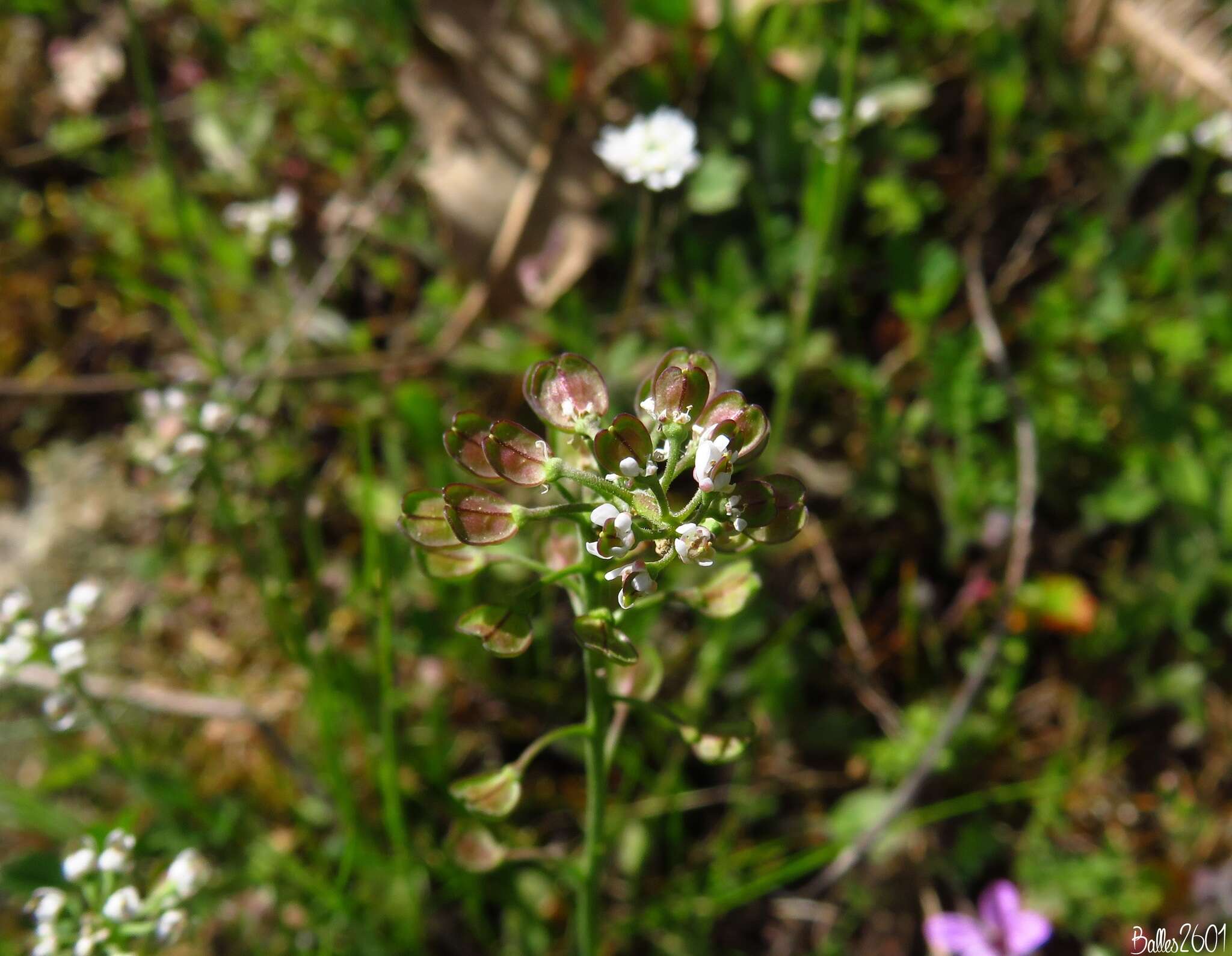 Imagem de Teesdalia coronopifolia (Bergeret ex Steud.) Thell.