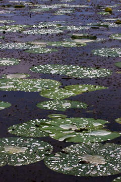 Image of European white waterlily