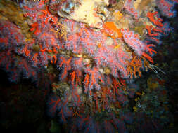 Image of Red coral