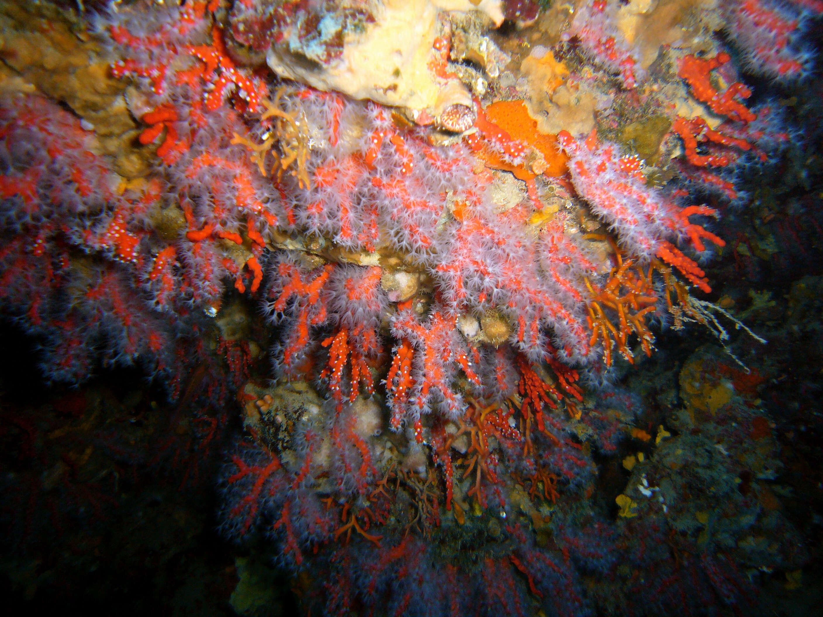 Image of Red coral