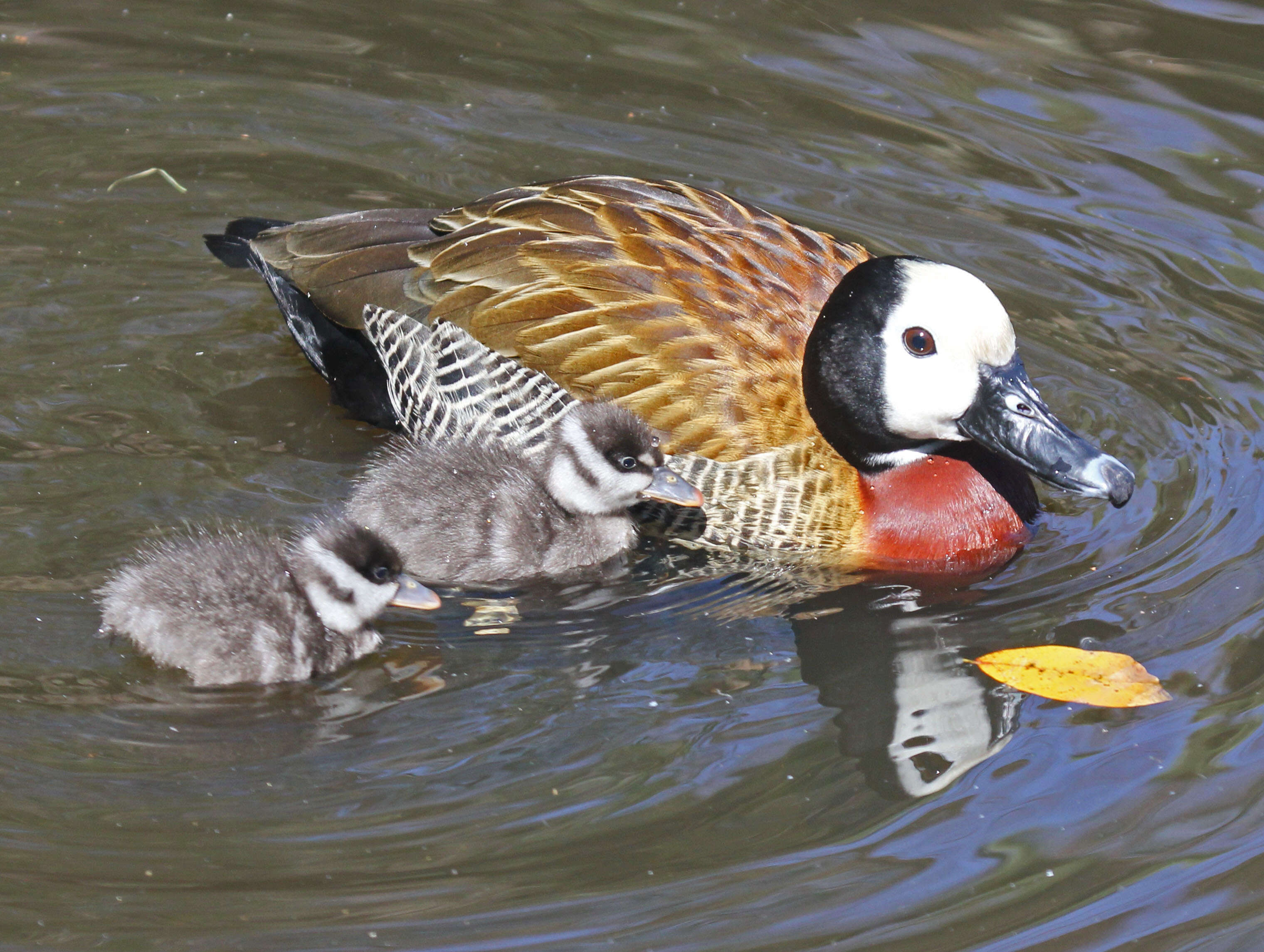 Image of White-faced Whistling Duck