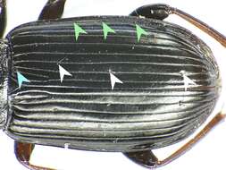 Image of Pterostichus (Pseudomaseus) anthracinus (Illiger 1798)