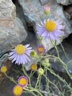 Image of Brewer's fleabane