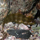 Image of Common weedfish