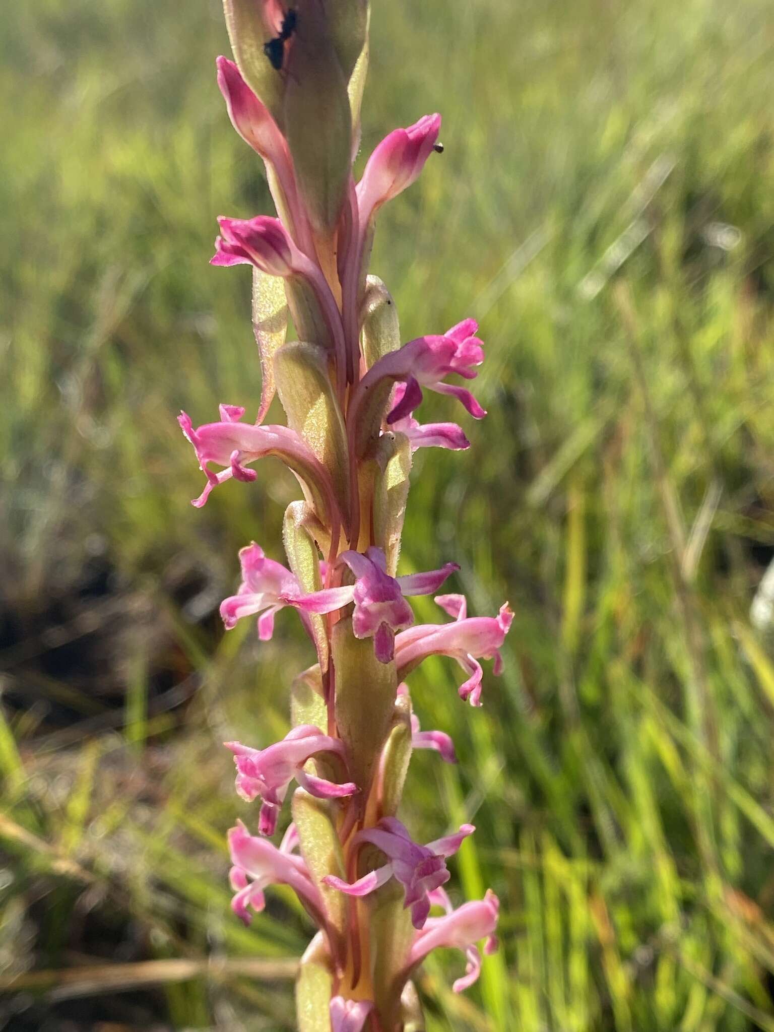 Image of Satyrium longicauda var. jacottetianum (Kraenzl.) A. V. Hall