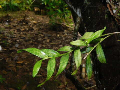 Image de Dendrobium mutabile (Blume) Lindl.