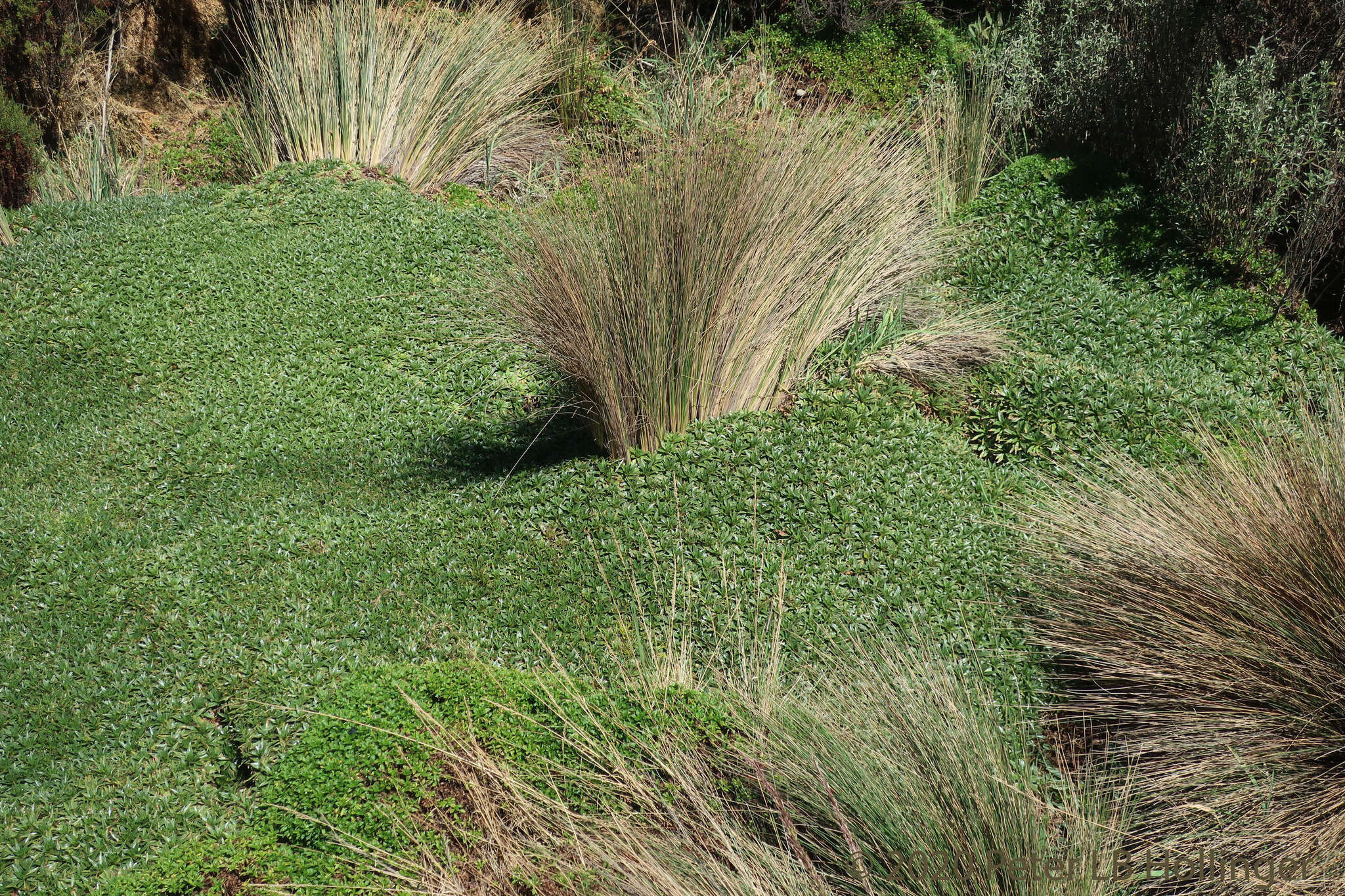 Image of Plantago rigida Kunth