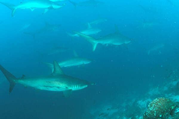 Image of Scalloped Hammerhead