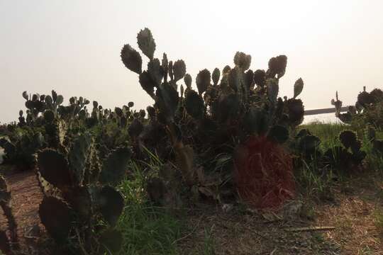 Image of Erect Prickly Pear