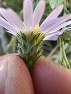 Image of late purple aster