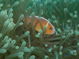 Image of Pink anemonefish