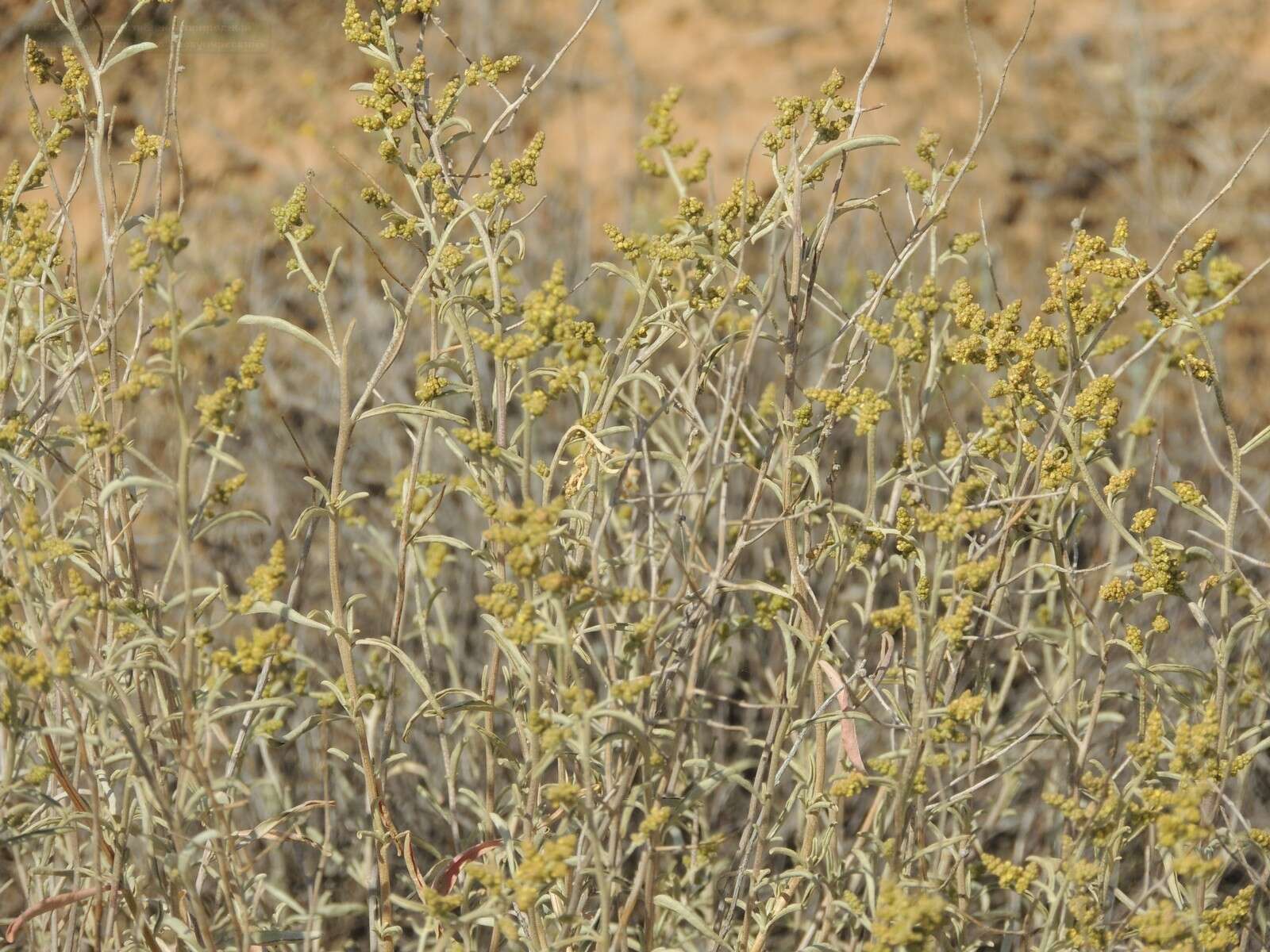 Image of Atriplex cana Ledeb.