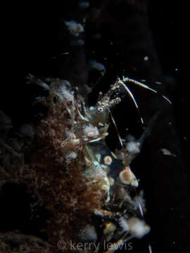 Image of Spotted cleaner shrimp