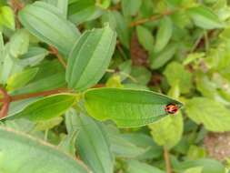 Image of Lady beetle