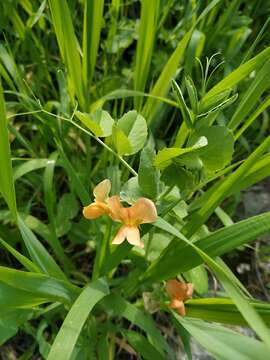 Image of Lathyrus hierosolymitanus Boiss.