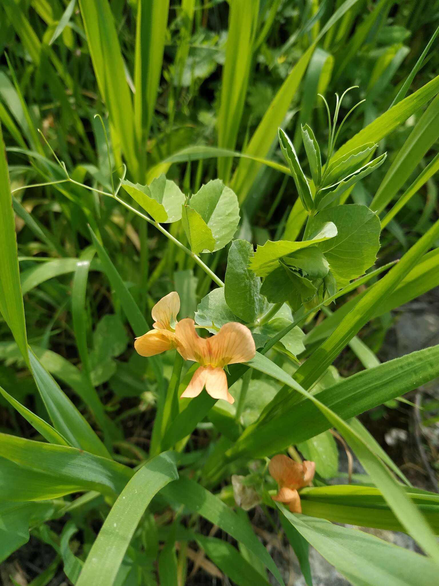 Imagem de Lathyrus hierosolymitanus Boiss.