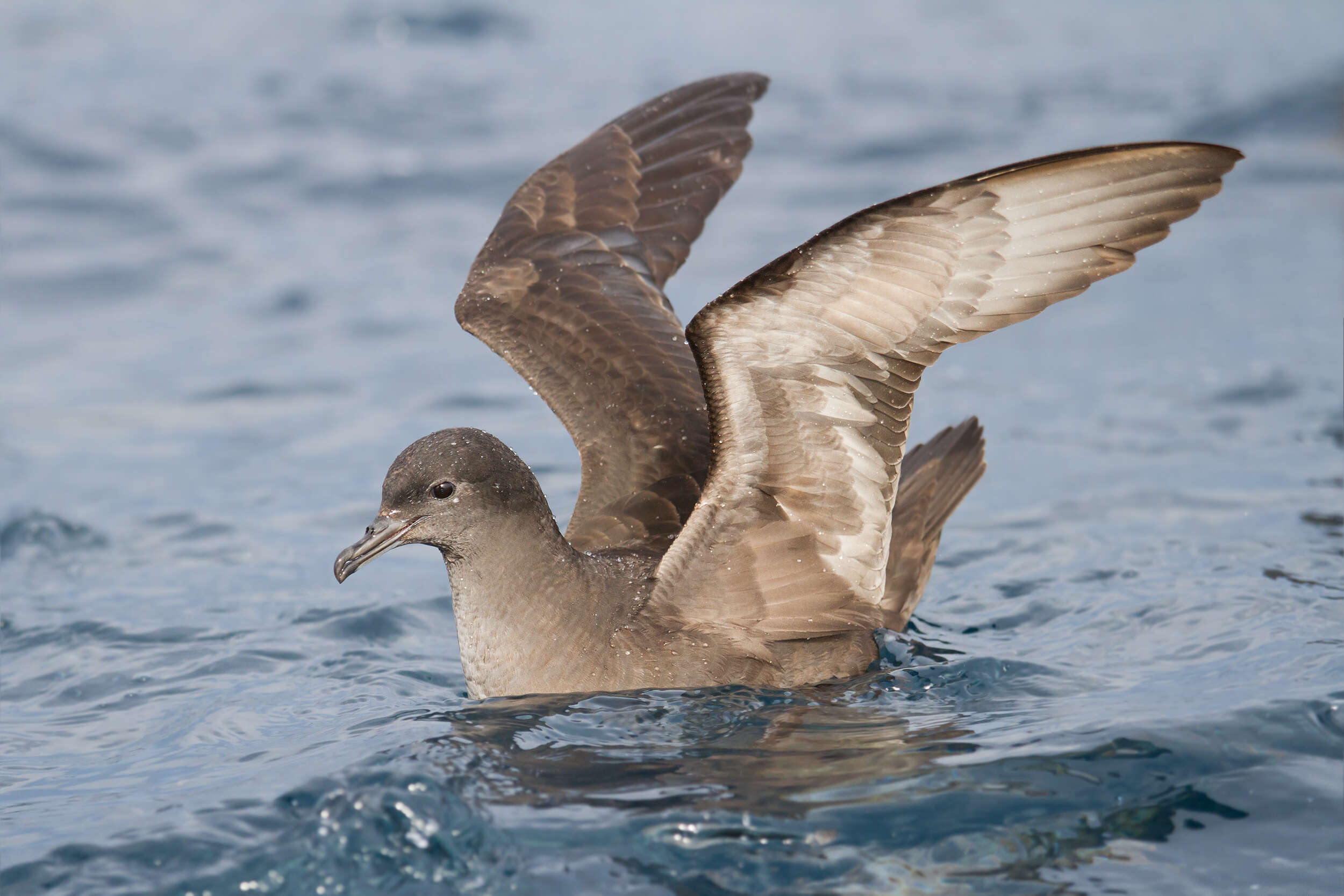 Image of Short-tailed Shearwater