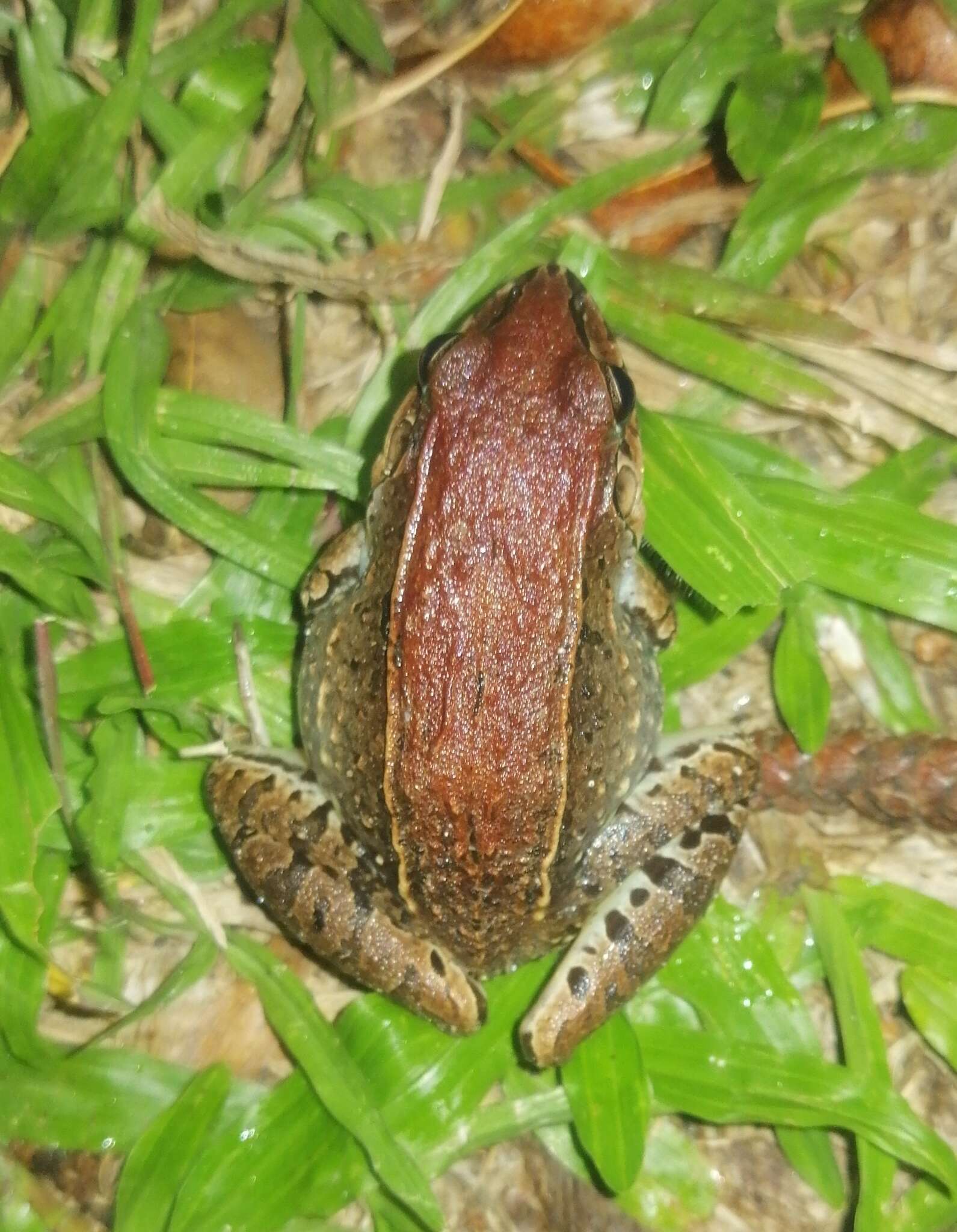 Image de Leptodactylus poecilochilus (Cope 1862)