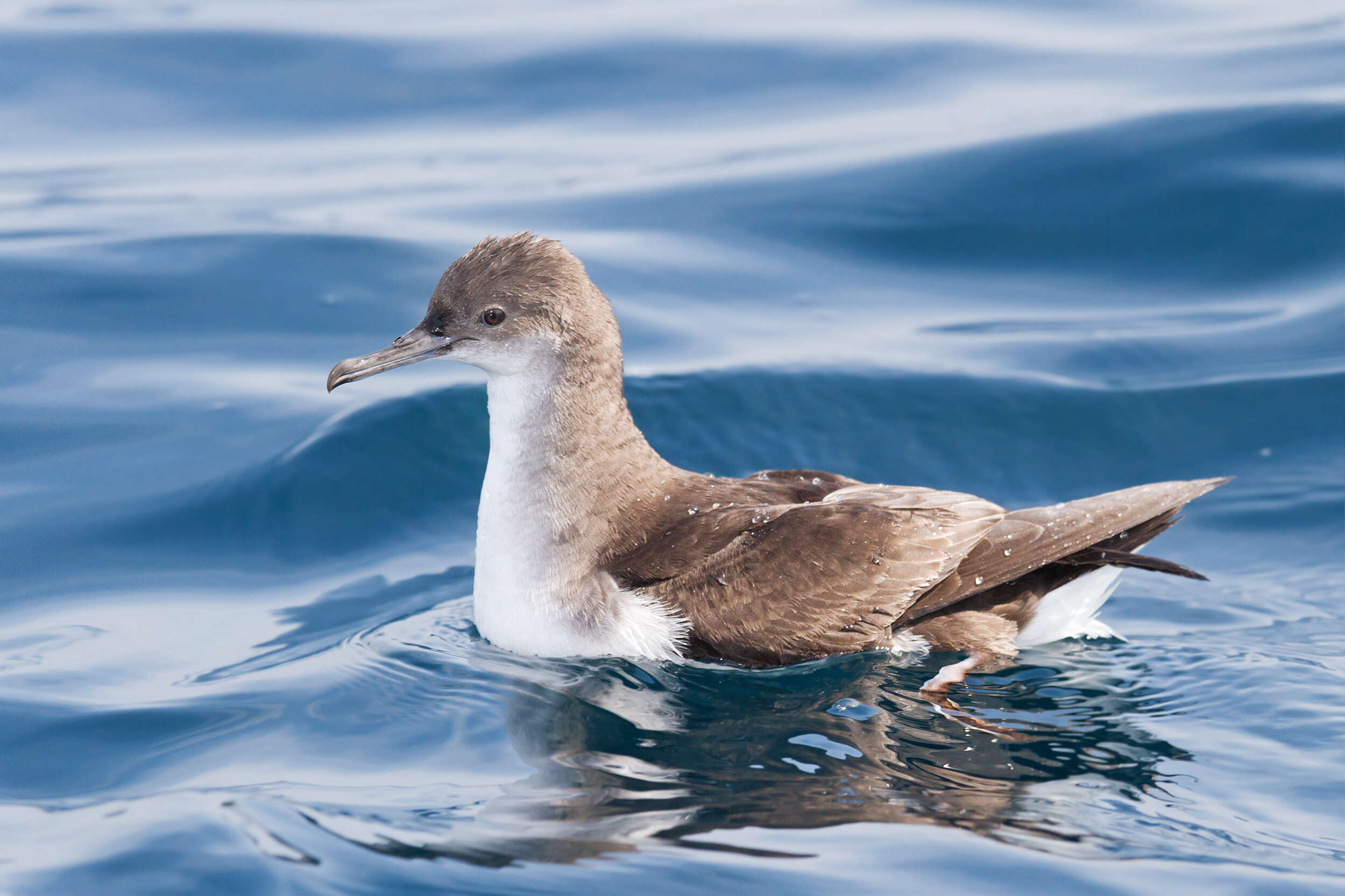 Image of Fluttering Shearwater