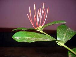 Image of ixora