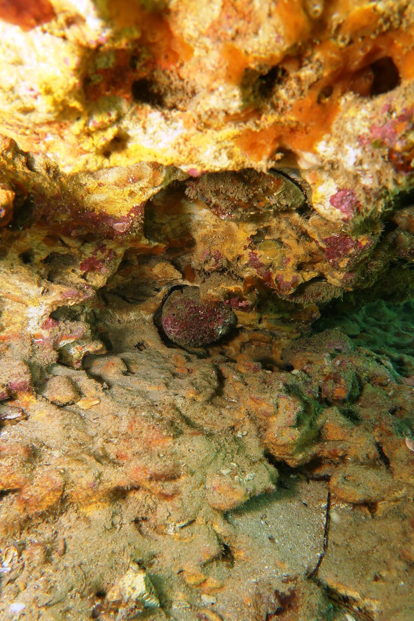 Image of Blacklip abalone