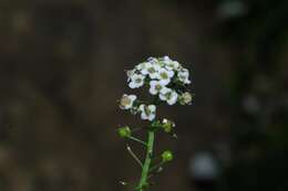 Plancia ëd Lobularia maritima subsp. maritima