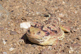 Image of Cedros Island Horned Lizard