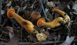 صورة Hygrophoropsis rufa (D. A. Reid) Knudsen 2008