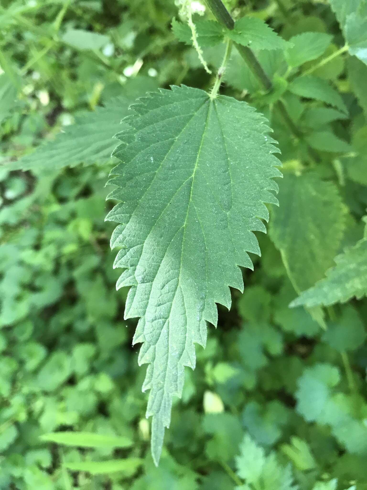 Urtica gracilis Aiton resmi