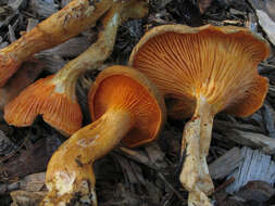 صورة Hygrophoropsis rufa (D. A. Reid) Knudsen 2008