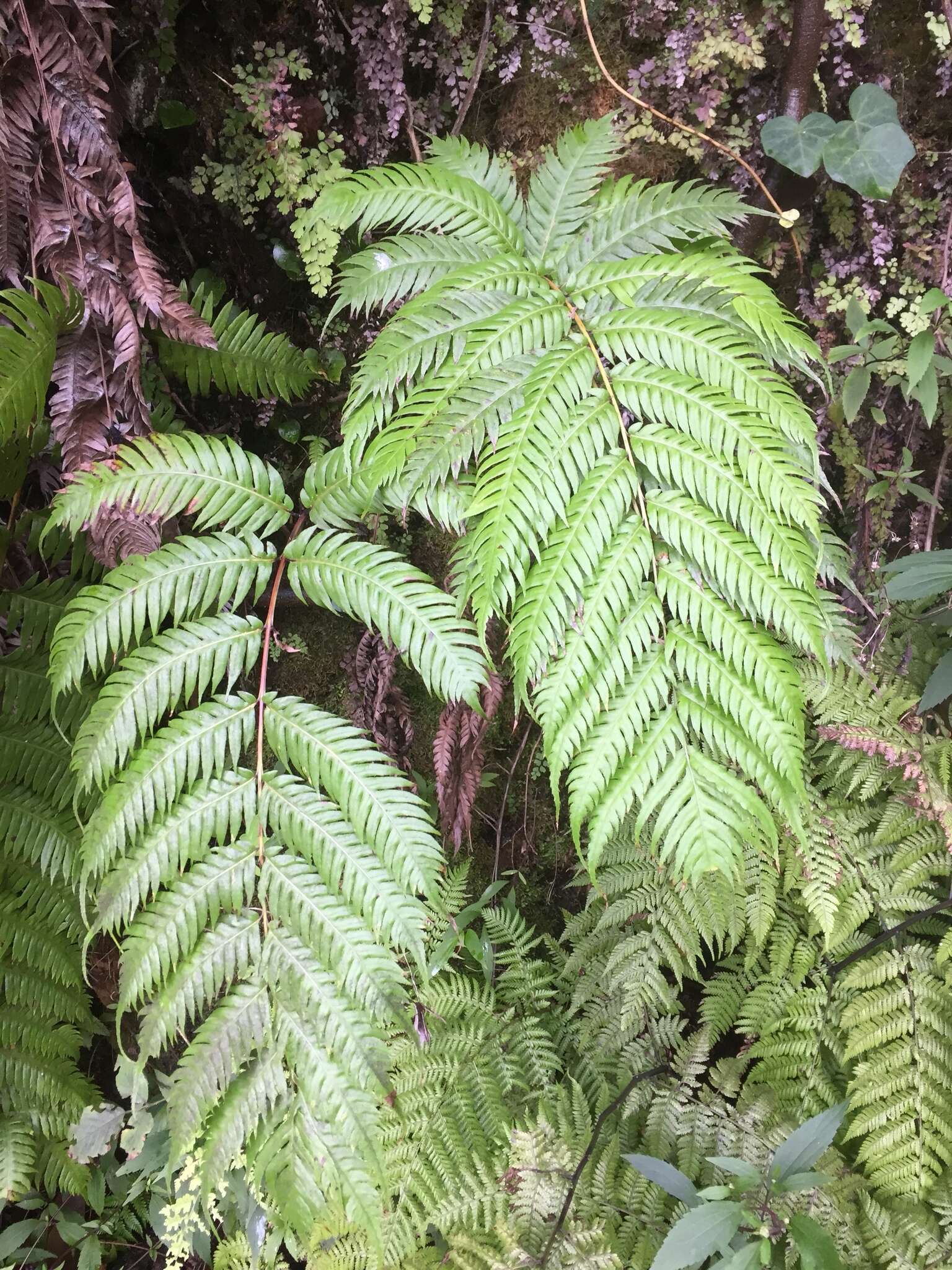 Image of rooting chainfern