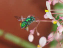 Image of orchid bee