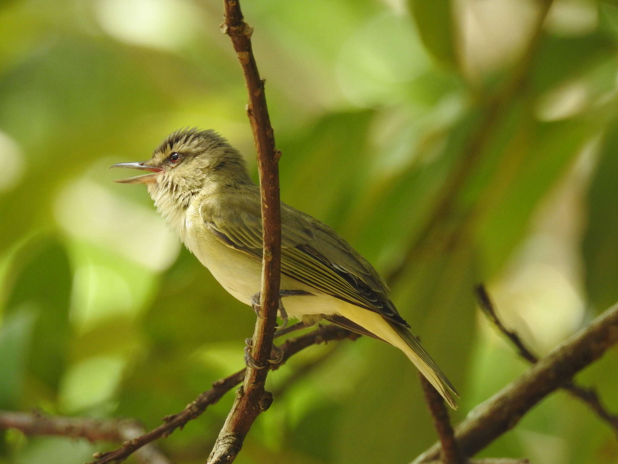 Image of Black-whiskered Vireo