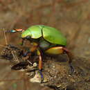 Imagem de Chrysina adolphi Chevrolat 1859