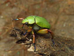 Imagem de Chrysina adolphi Chevrolat 1859