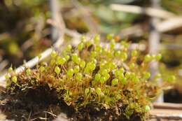 Image of physcomitrium moss