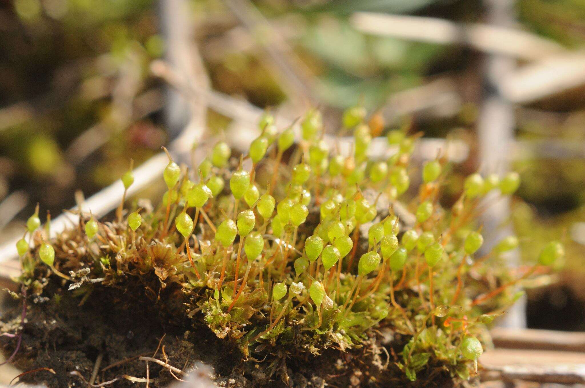 Image of physcomitrium moss