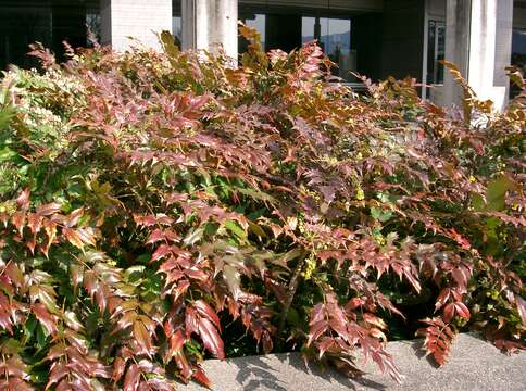 Image of Berberis japonica (Thunb.) Spreng.