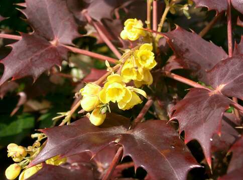 Image of Berberis japonica (Thunb.) Spreng.