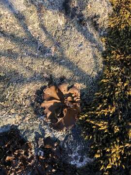 Image of Petalled Rock Tripe Lichen